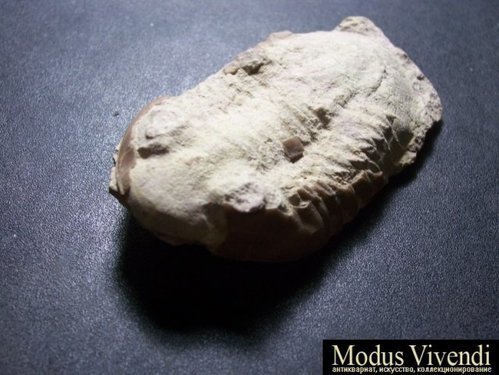 Окаменелые остатки, первые ракообразные на Земле жили в морях Силурийского периода 3000000000 лет тому назад