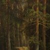Павл Цигус «Тропинка в сосновом лесу» и «Тропинка в заснеженном сосновом лесу»