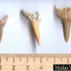 Зубы ископаемых акул (набор 3 шт)