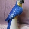 Продается развеселый попугай - ара очень красивого ярко - синего цвета